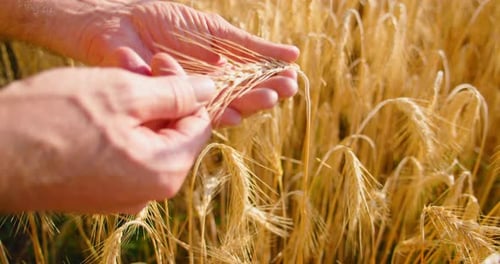 Hands Inspecting Wheat Grain in Golden Field