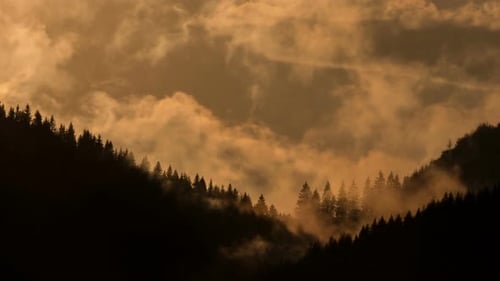 Dark Forest