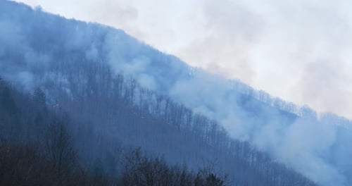 Forest burning during dusk sunset period. Fire and flames burning the trees. Climate change.