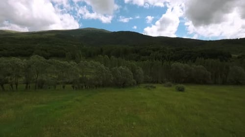 Forest