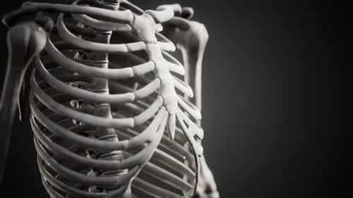 Full Human Skeleton Standing
