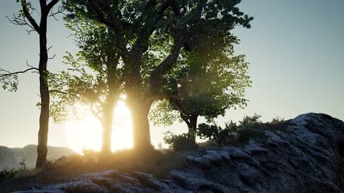 Trees on Rocks in Mountains
