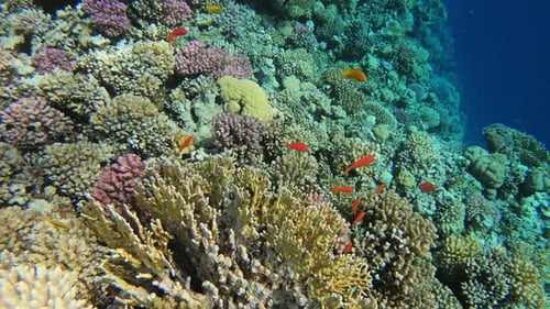 Many Red Small Fish Swim Among Corals in Red Sea