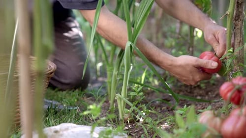 Person Harvesting Ripe Red Tomatoes in Garden