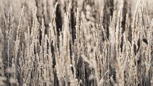 Panicles of Dry Grass Shrouded in Snowflakes Against