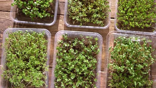 Fresh Microgreens Growing in Containers on Rustic Wood