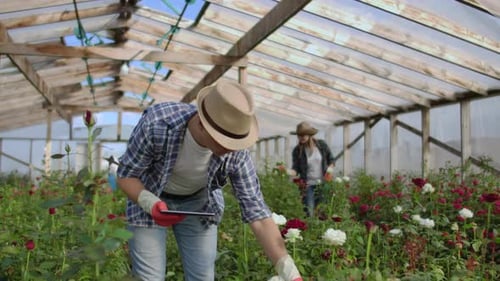 Adults Working with Roses in Greenhouse