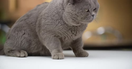 British Shorthair Cat Sitting on White Surface
