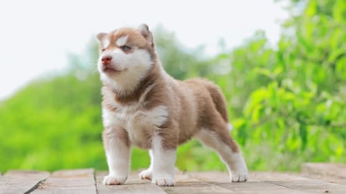 Adorable Husky Puppy Standing on Wood Outdoors