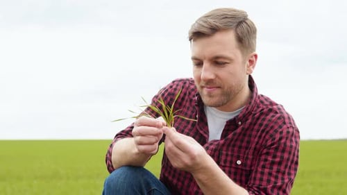Man Farmer Working in the Field Inspects the Crop Wheat Germ Natural a Farming