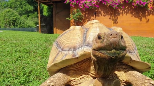 La
tortue Sulcata essaie rapidement d'atteindre la caméra. Gros plan à faible angle