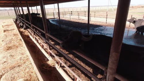 Buffaloes Are Feeding On The Farm