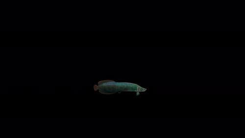 4K Arapaima Fish