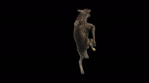 Animated Spotted Deer Dances on Hind Legs
