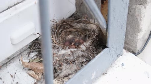 Baby Birds Resting in Urban Nest