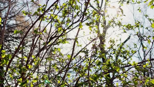 Äste eines Baumes beginnen bei sonnigem Wetter im Park zu blühen Kleine grüne Blättchen auf Ästen
