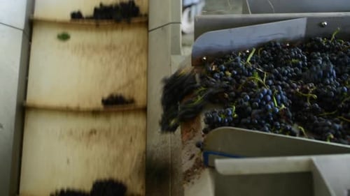 Conveyor with Red Wine Grape at Wine Factory Red Wine Production