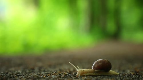 Snail Crawling Along a Path in Spring Forest, Czech Republic
