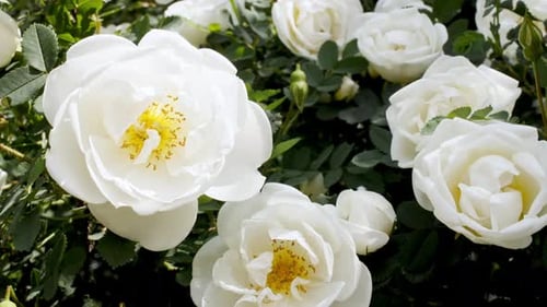White Rose Rosehip with Spring Blossoms