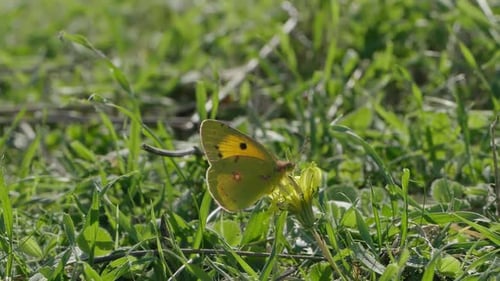 Butterfly on Dandelion Flower Flies Away in Meadow