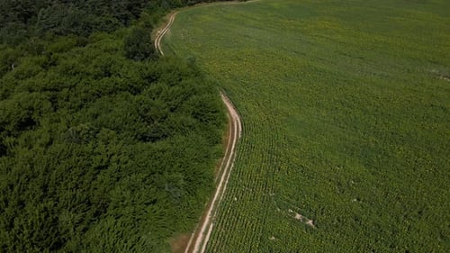 Drone aerial view of A sunny field of sunflowers in glowing yellow light.