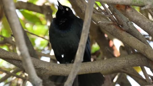 Brewer's Amsel macht Geräusche