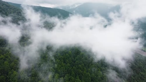 Coniferous Wet Dense Forest From a Aerial Bird's Eye View