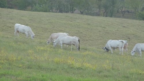 Weiden weißer Kühe in ländlicher Feldfarm