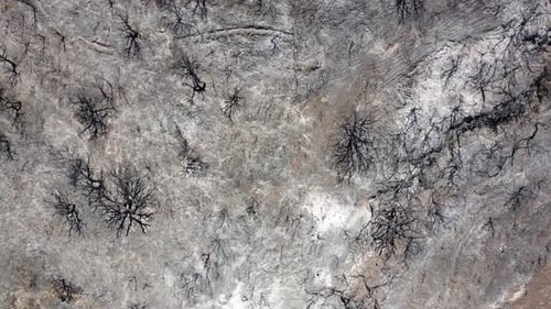 Drone view of burned forest. Dark land and black trees caused by fire. Forest fire. Climate change.