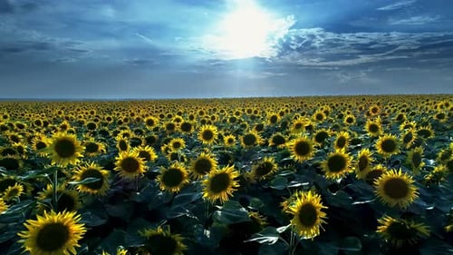 Aerial View of Sunflowers Under Cloudy Sky