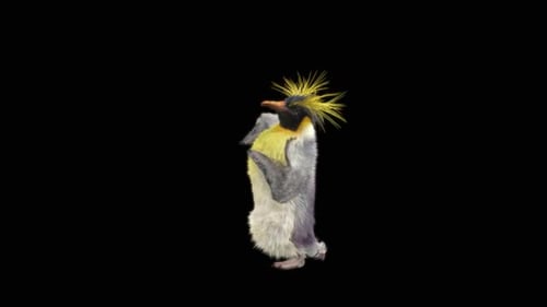 Pinguin tanzend HD