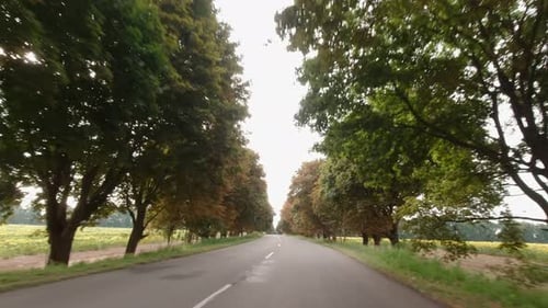 Tunnel der treibenden Bäume
