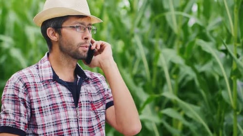 A Successful Young Farmer is on the Phone in the Background of a Corn Field