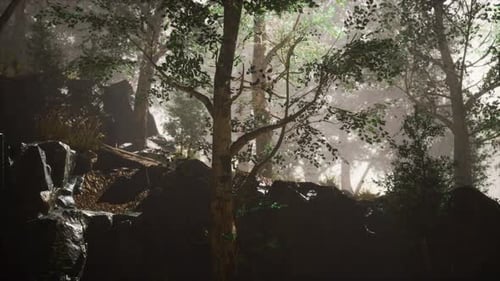 Summer Forest with Deep Fog