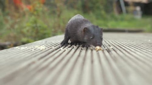 Wild mink eating crumbs close up SLOW MOTION