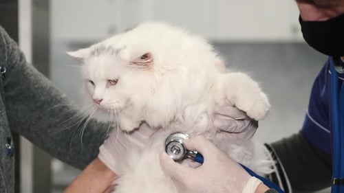 Veterinária profissional examinando um gato na clínica