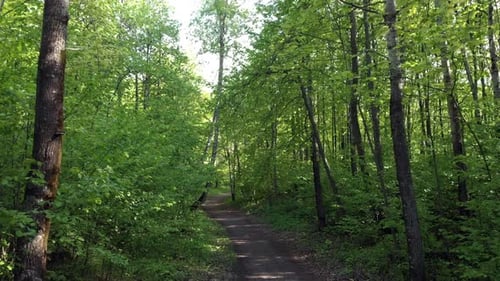 Walk through the green forest