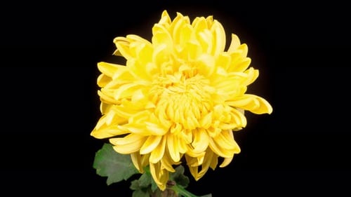Close up of yellow flower blooming on black background