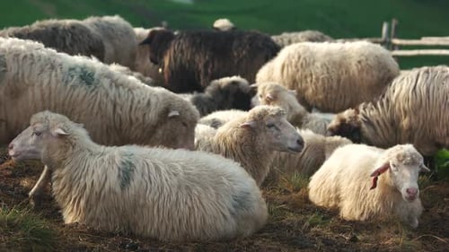 Ovelhas no campo