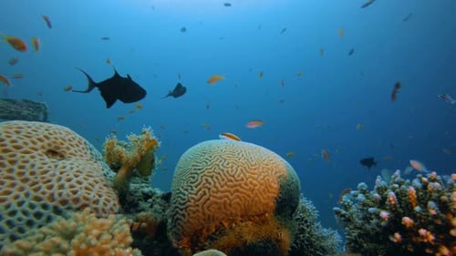 Underwater Scene Tropical Reef