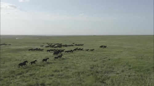 Chevaux sauvages qui courent des Mustangs sauvages sur la belle herbe verte