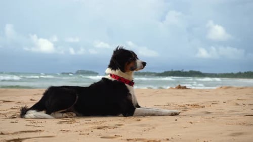 Lustiger Hund liegt im Sand in der Nähe des Ozeans