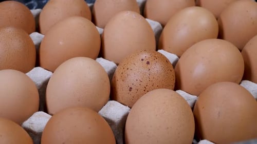 Raw Chicken Eggs in Egg Box