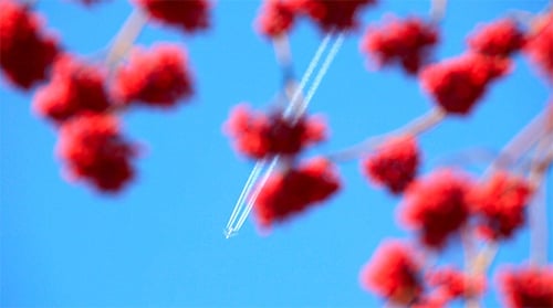 Branches with Red Berries Against Blue Sky