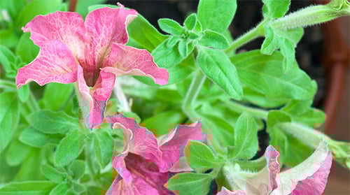 Close up of Pink Petunia Flowers
