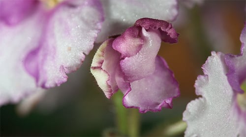 Close Up of Violet and White Flower