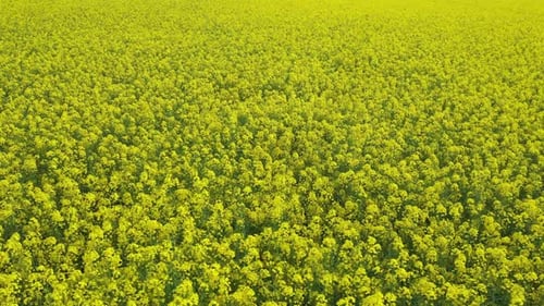 Rapeseed Field 10