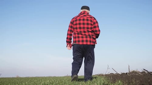 Senior Agronomist Man Looks at a Fresh Green Field After Winter. Smart Farming, Using Modern