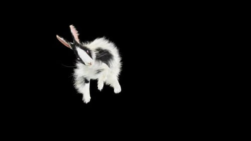 Animated Fluffy Rabbit with Alpha Channel