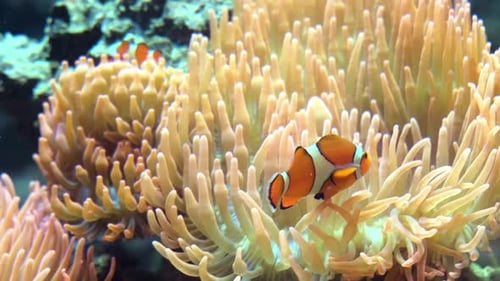 Clown Fishes in Coral Reef